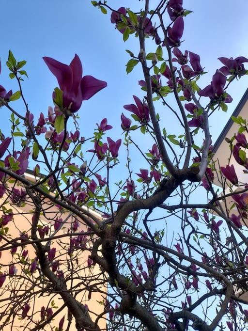 尼奇里诺Casa Magnolia, Tranquilla E Centrale公寓 外观 照片
